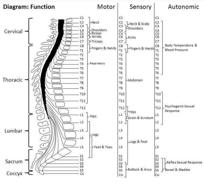 Spinal Cord