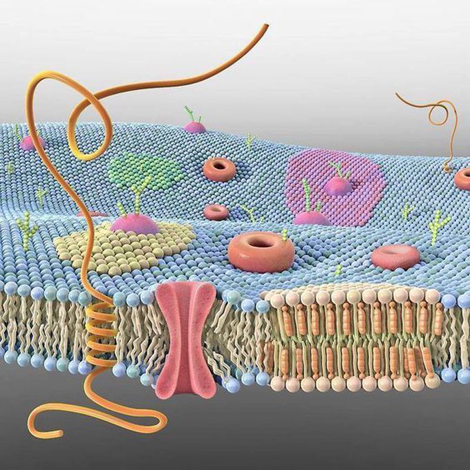 Cell Membrane 3D