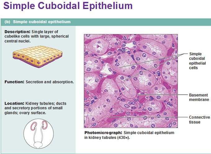 simple cuboidal epithelium kidney