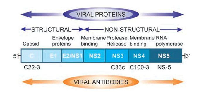 Hepatitis C virus