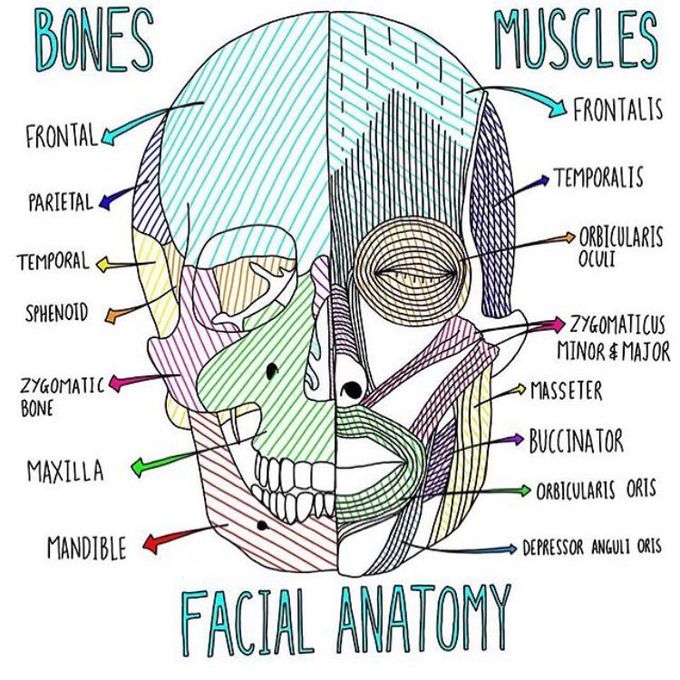 Facial Anatomy