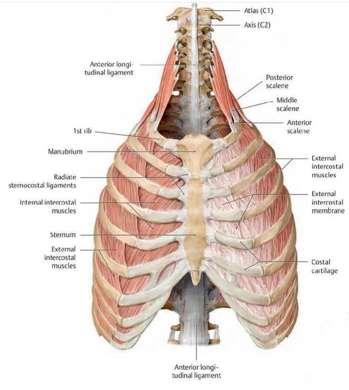 Muscles of the Thorax