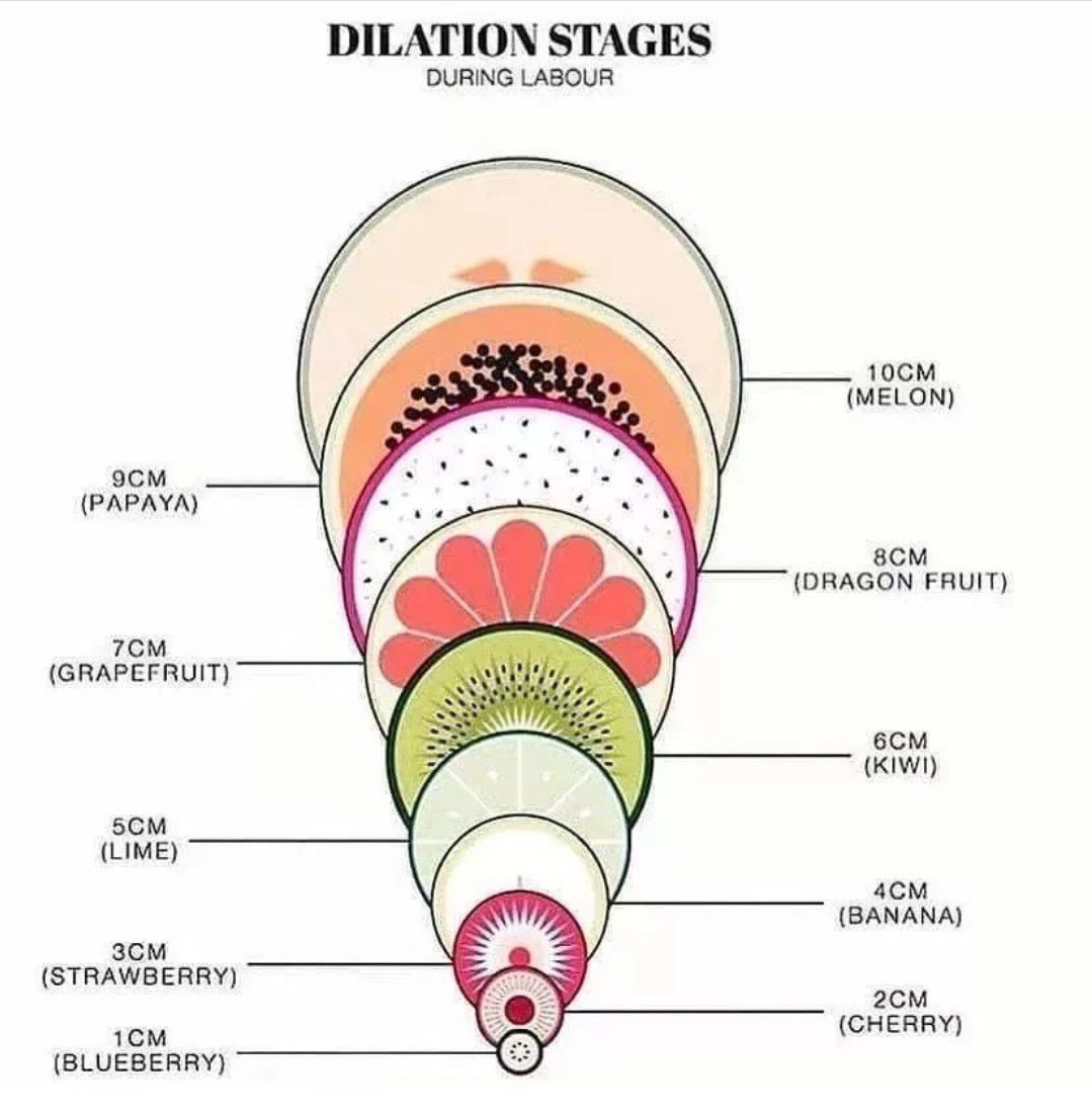 Week 1, CVM) Anatomy of the Heart Flashcards