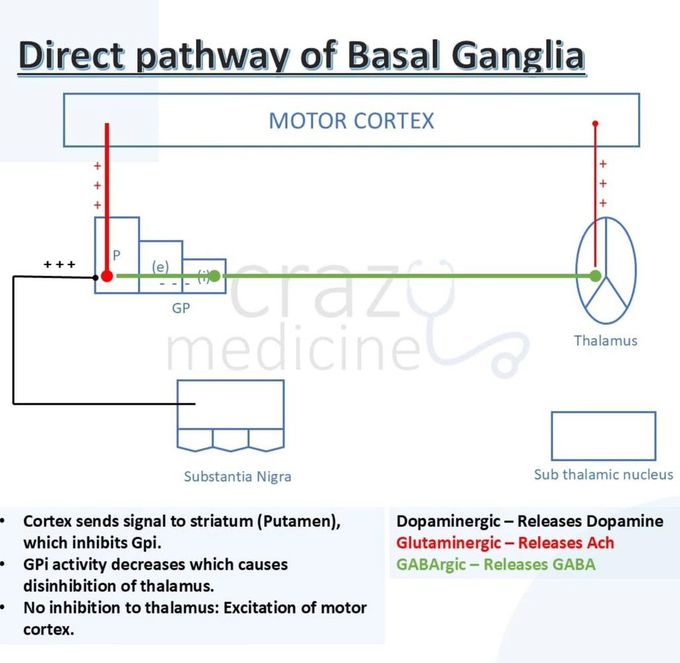 Basal Ganglia V