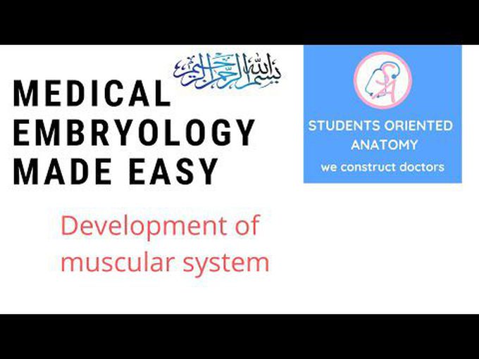Muscular Systen-Development