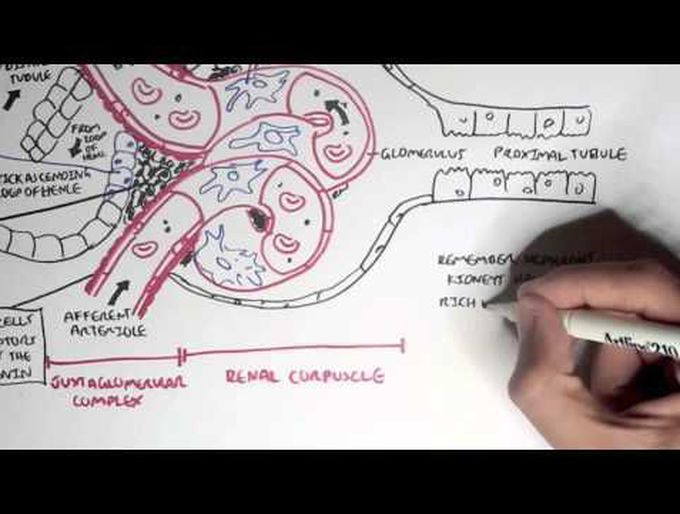 Physiology of the kidneys