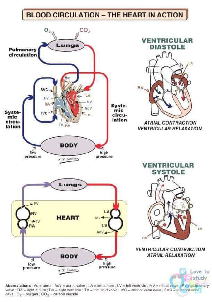 Circulation