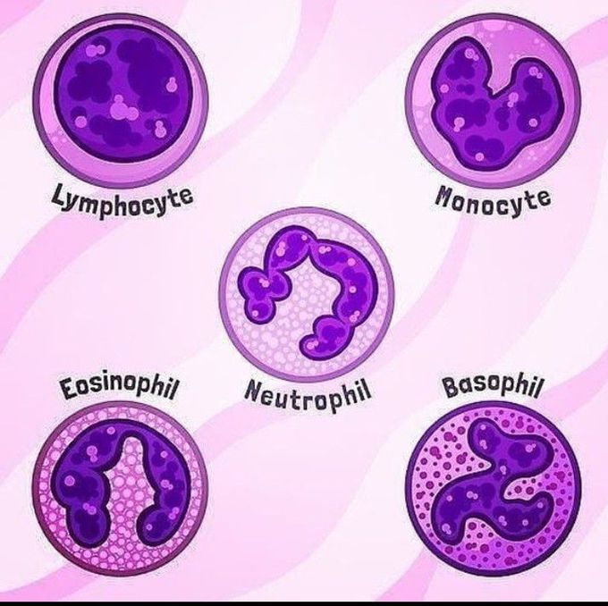 Types of WBCS ( WHITE BLOOD CELLS)