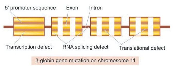 β-globin gene