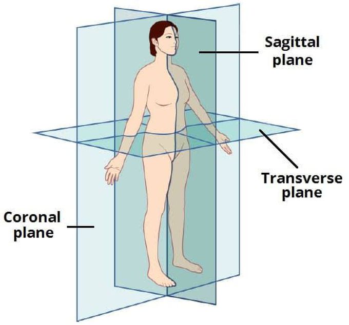 Anatomical Planes