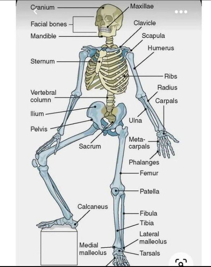 Bones of human body - MEDizzy