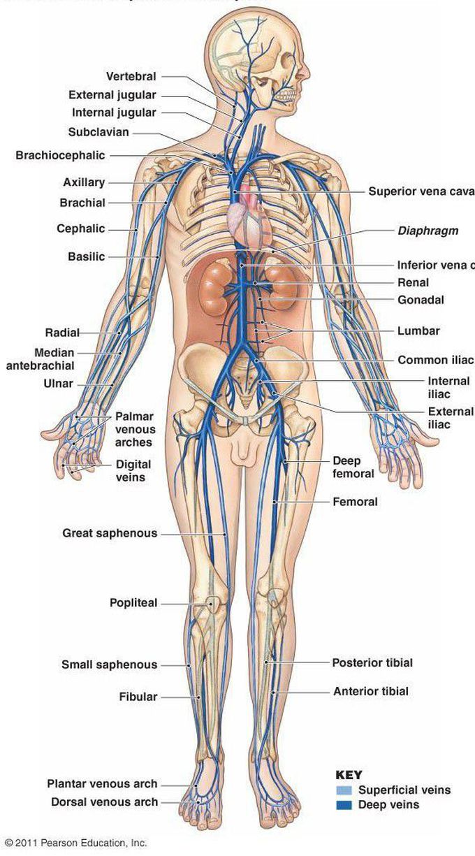 An Overview Of Venous System