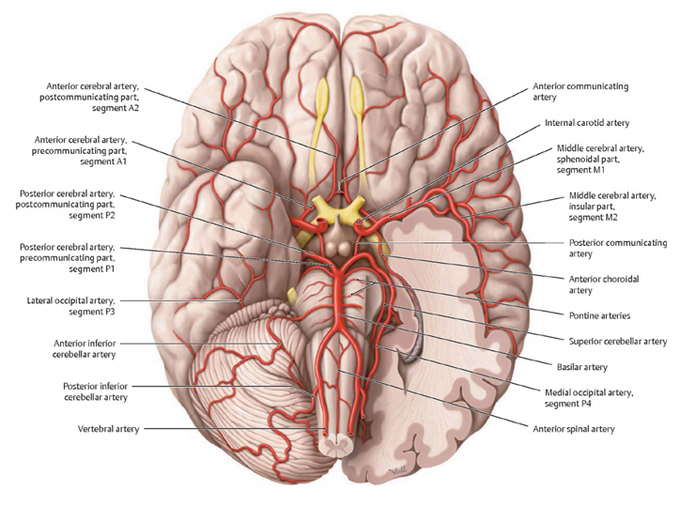 This is how blood supply of brain looks like!