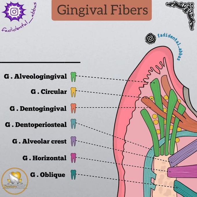 Gingival Fibers