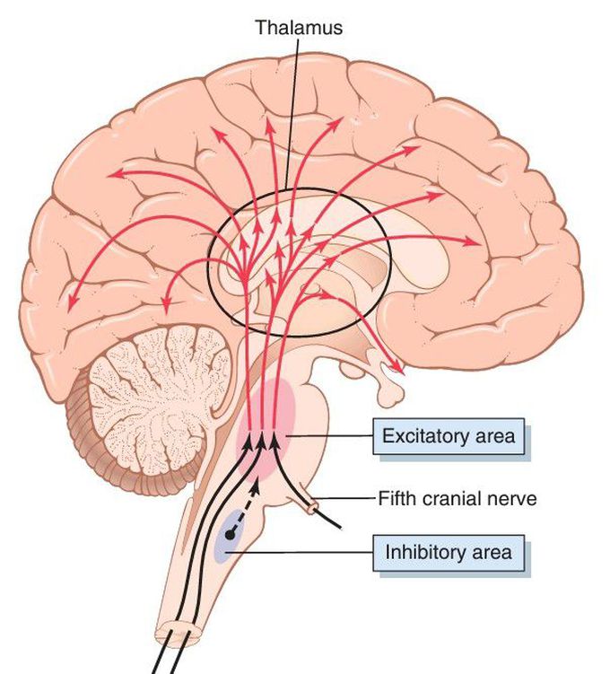 The excitatory-activating system of the brain.