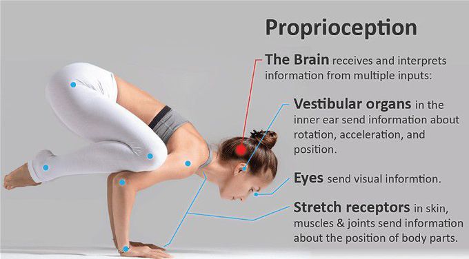 Proprioceptors