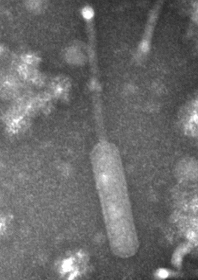 Rare Cluster O Bacteriophage