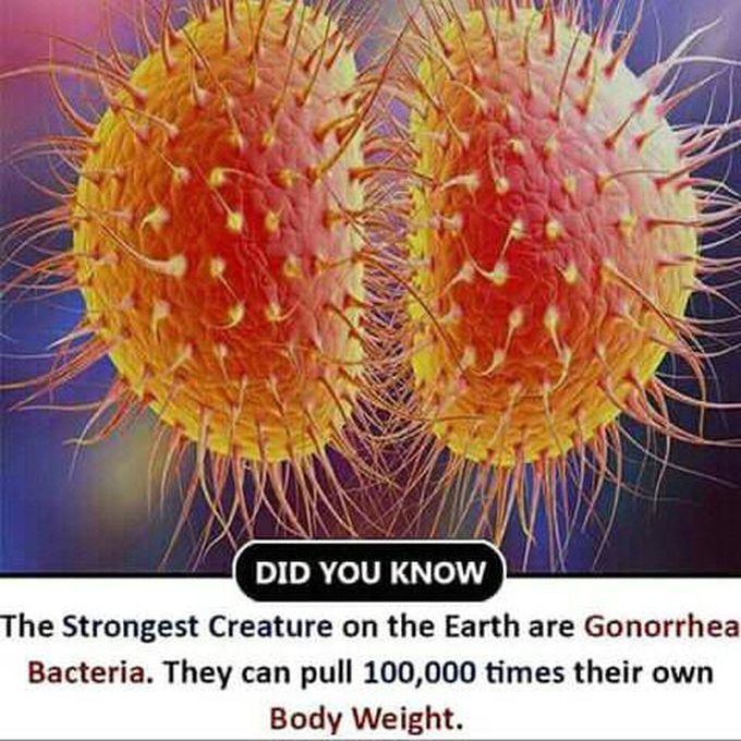 Earth are Gomorrhea bacteria