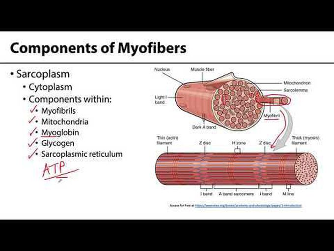 Myofibers Muscle Tissue