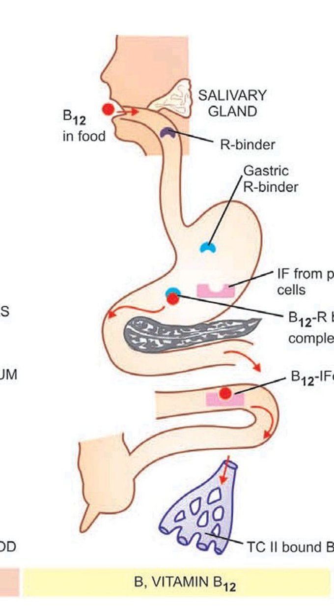 Vitamin B12 absorption and transport