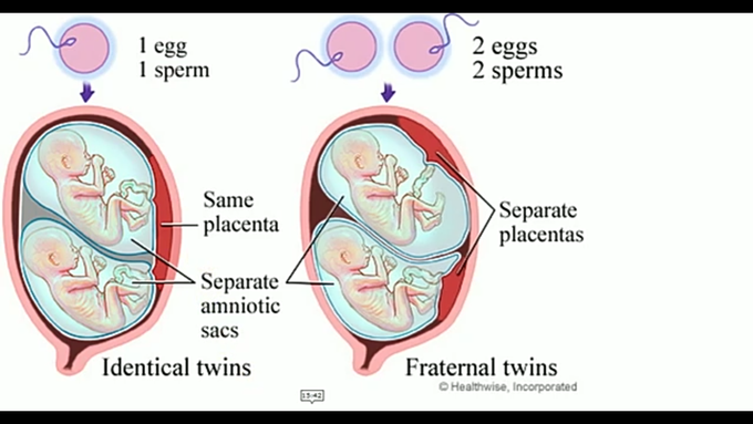 During gestation