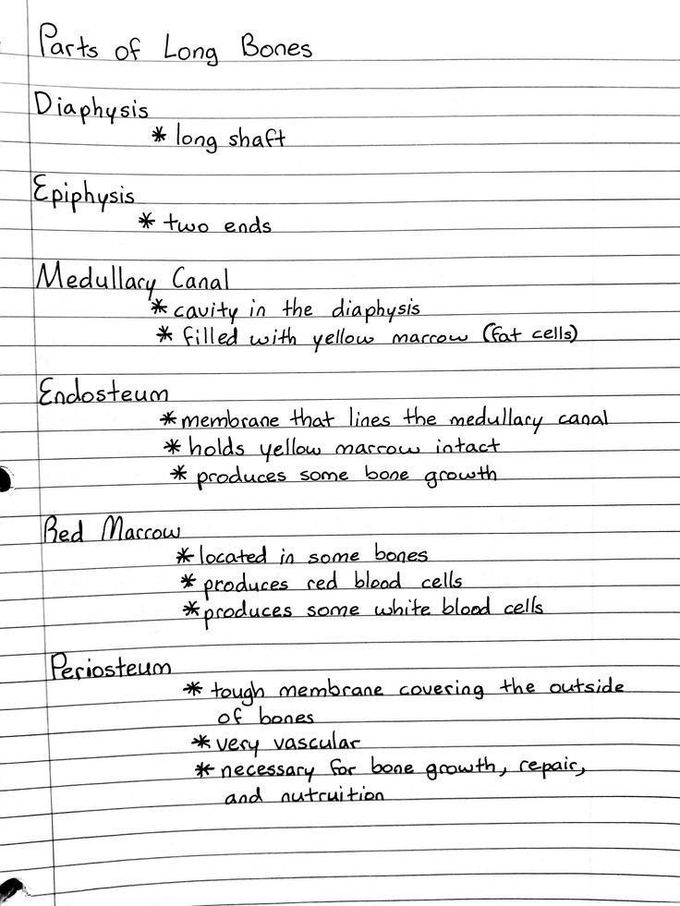 Parts of long bone
