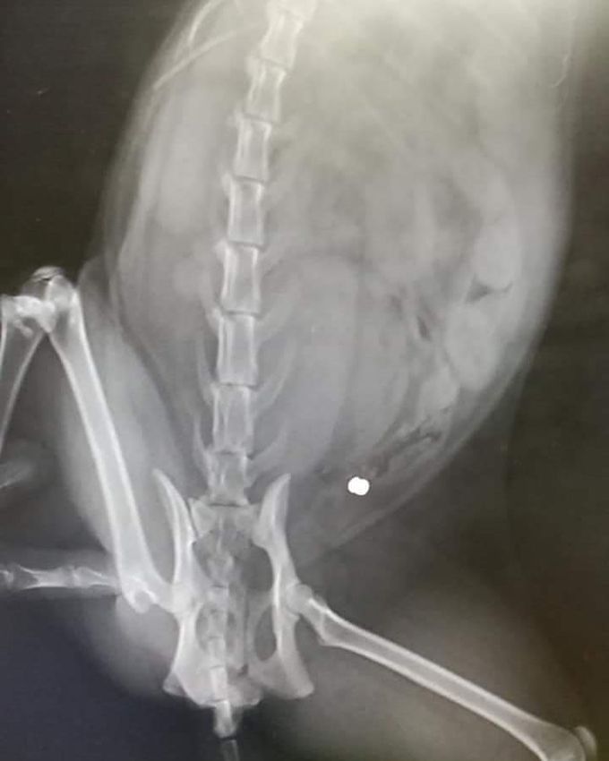 Gunshot wound-vulnus sclopetarium