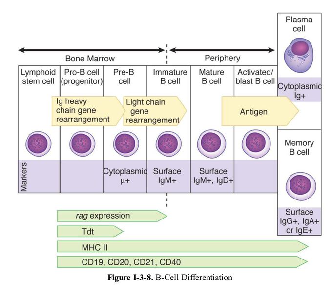 Immunology