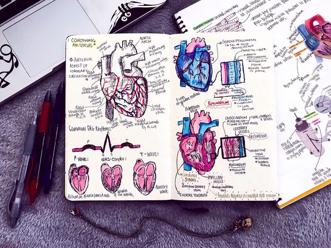 The Heart’s Anatomy