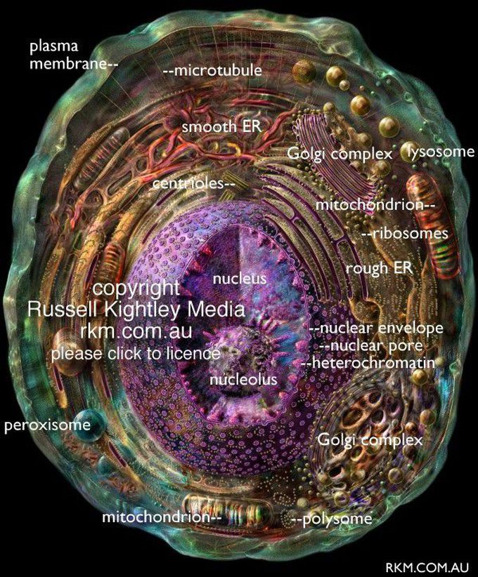 Cell.. - MEDizzy