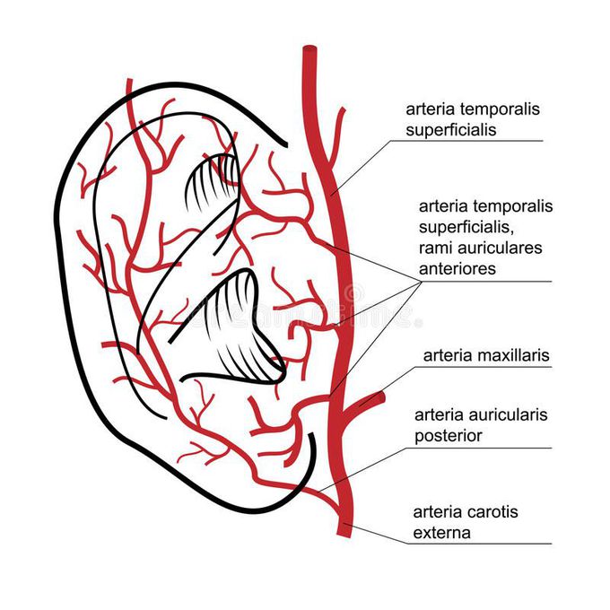 Blood supply of ear.