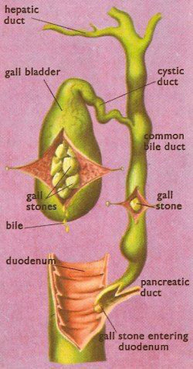 Gall bladder hepatic duct