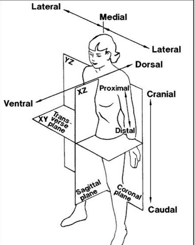 anatomical-terms-for-location-medizzy