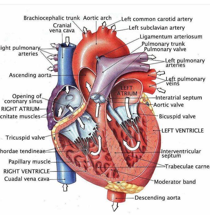 Human heart