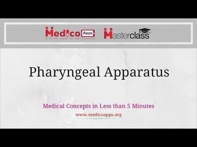Derivatives of pharyngeal apparatus