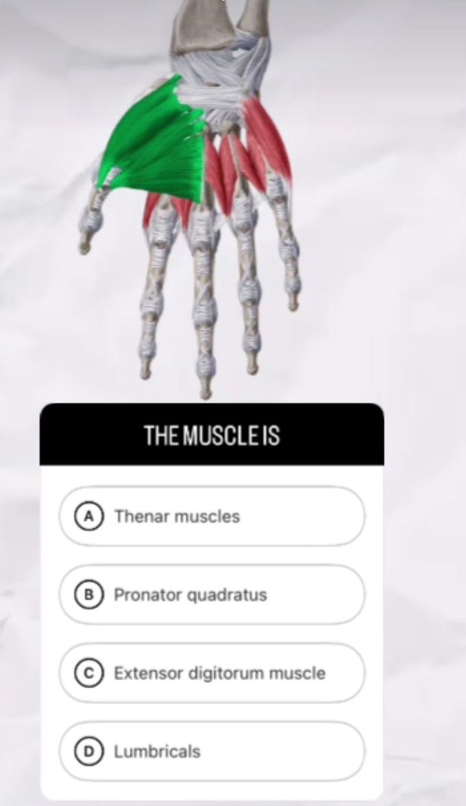 Identify the Muscle