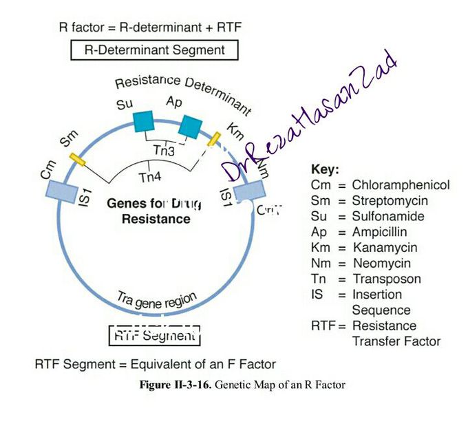 Genetic map of an R factor