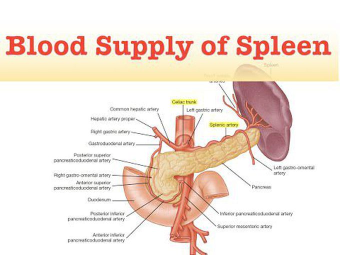 Blood Supply of Spleen