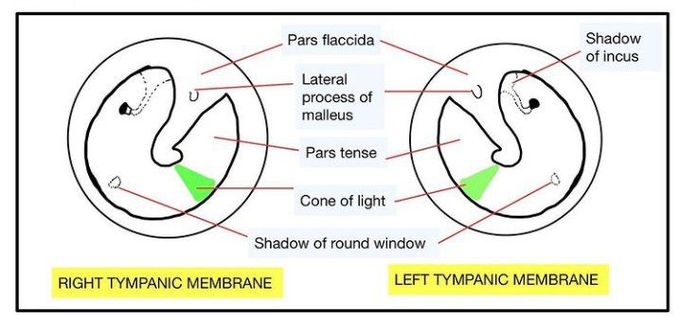 Tympanic membrane