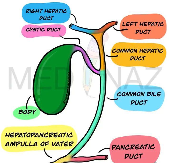 Gallbladder Anatomy - MEDizzy