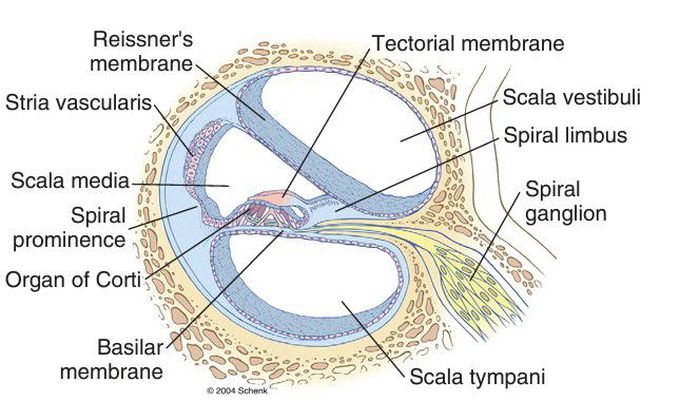 Cochlea