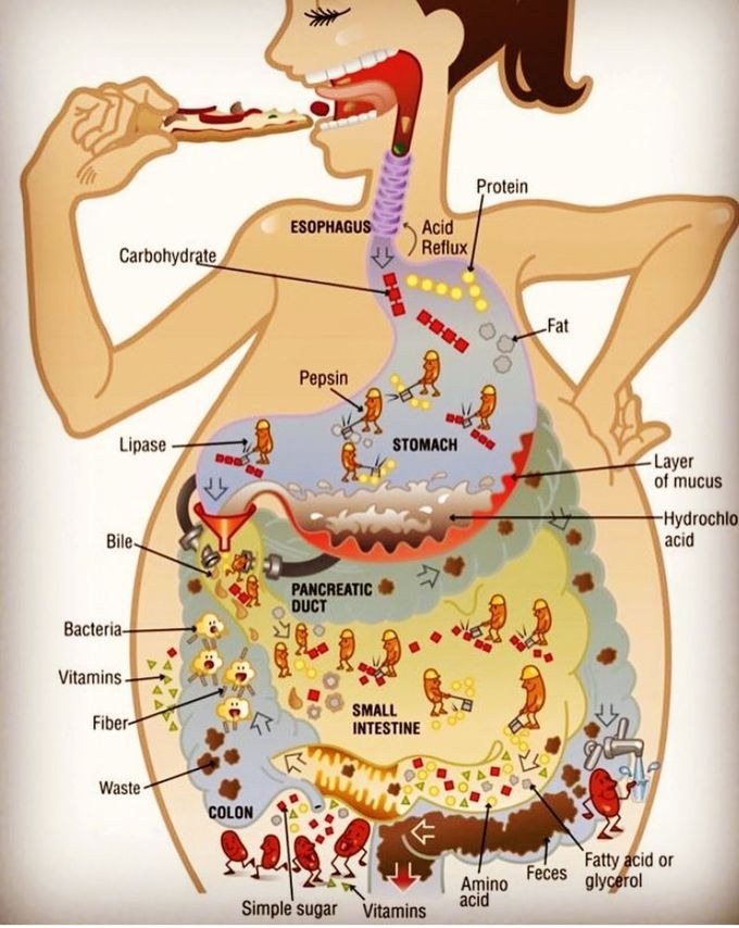 Digestion process