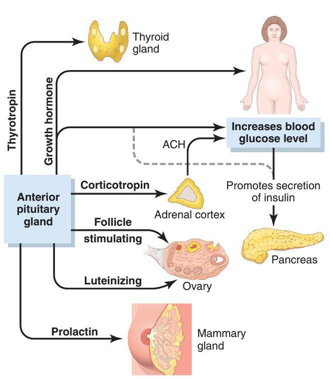 Anterior pituitary hormones