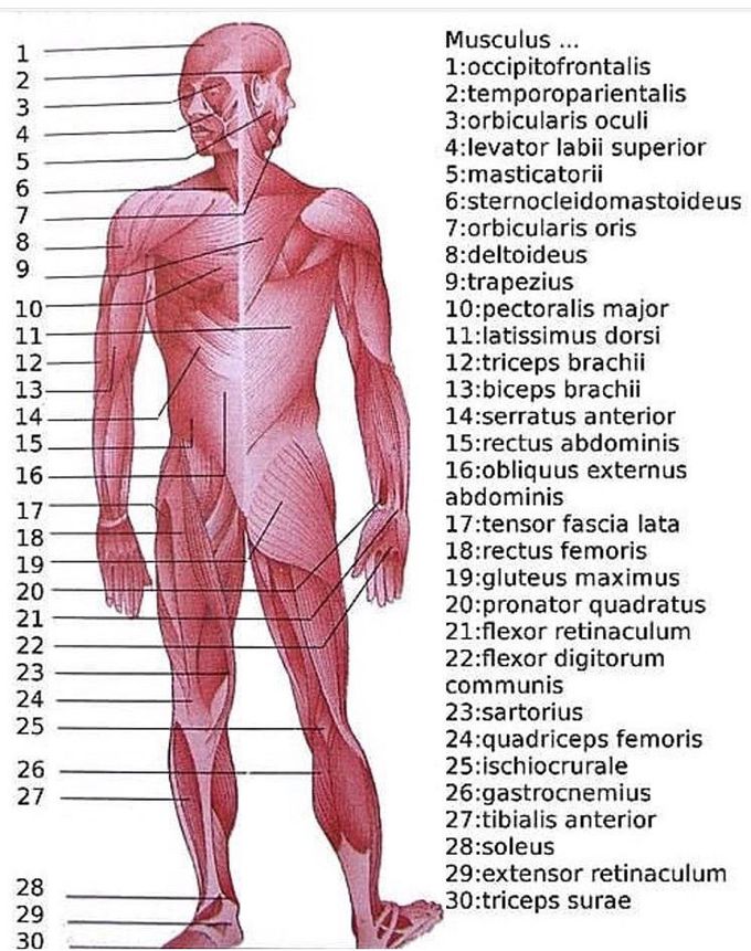 Anatomy