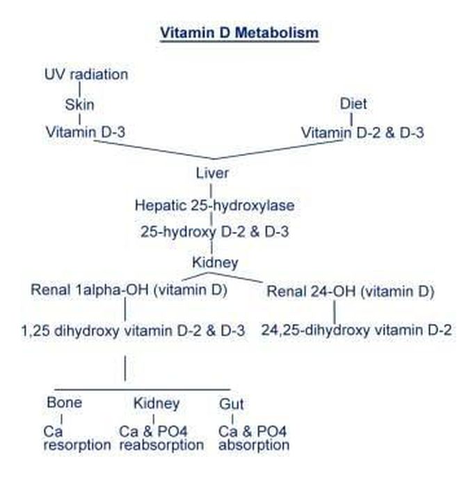 Vitamin D metabolism