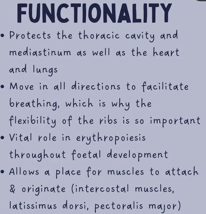 Ribs Anatomy III