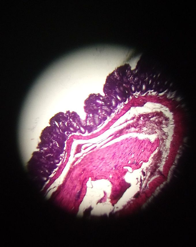 My photo 📸 : rat rectum 🐁