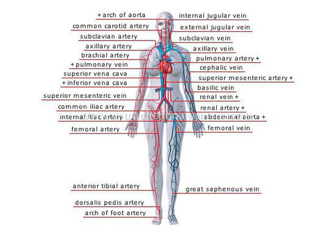 Blood vessels 