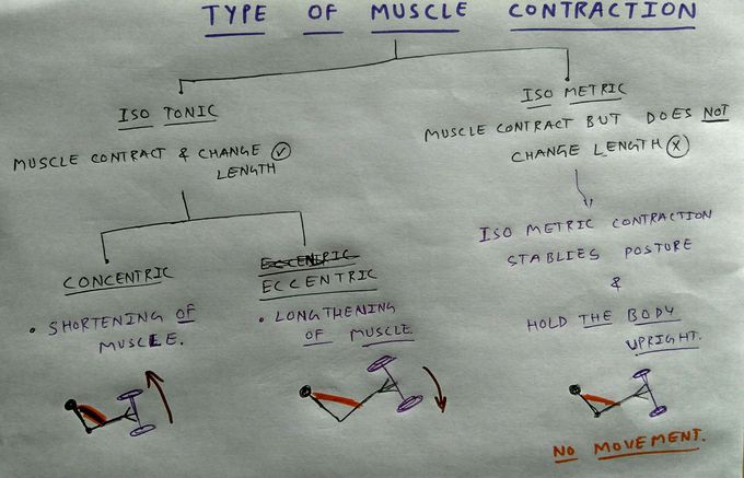 Type of Muscle Contraction