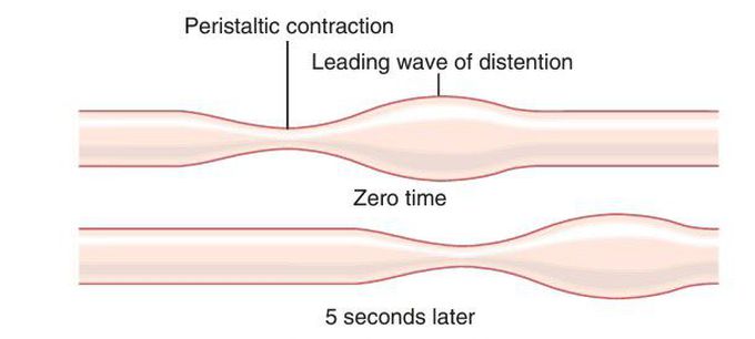 Peristalsis